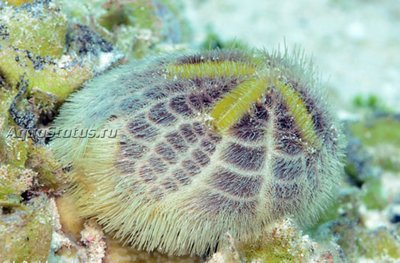 Ёж морской ( Metalia spatagus)