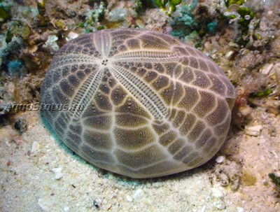 Ёж морской ( Metalia spatagus)
