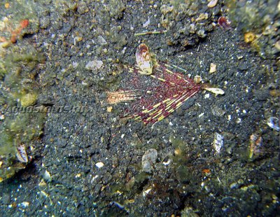 Ёж морской ( Metalia spatagus)
