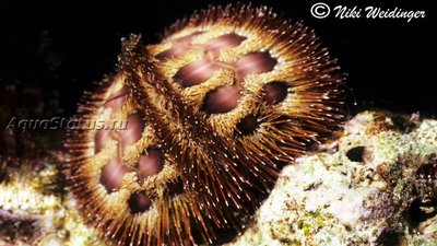 Ёж морской Руссо ( Microcyphus rousseaui)