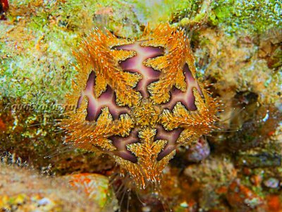 Ёж морской Руссо ( Microcyphus rousseaui)