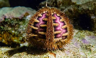 Ёж морской Руссо ( Microcyphus rousseaui)