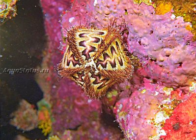 Ёж морской Руссо ( Microcyphus rousseaui)