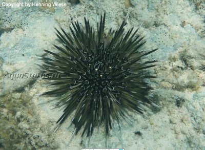 Ёж белоперый морской ( Parasalenia gratiosa)