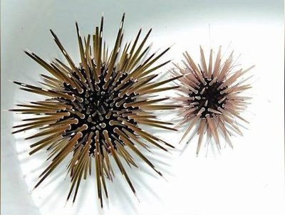 Ёж белоперый морской ( Parasalenia gratiosa)