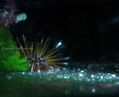 Ёж белоперый морской ( Parasalenia gratiosa)