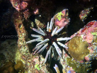 Ёж императорский (Phyllacanthus Imperialis)