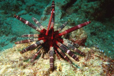 Ёж императорский (Phyllacanthus Imperialis)
