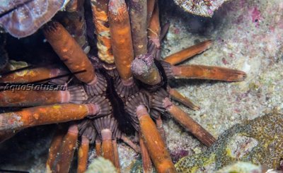 Ёж императорский (Phyllacanthus Imperialis)