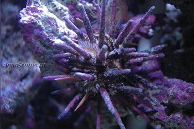 Ёж императорский (Phyllacanthus Imperialis)