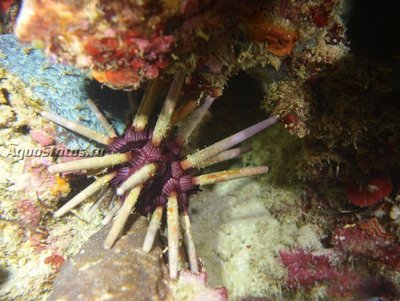 Ёж императорский (Phyllacanthus Imperialis)