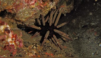 Ёж императорский (Phyllacanthus Imperialis)