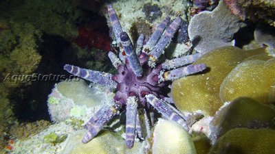 Ёж императорский (Phyllacanthus Imperialis)