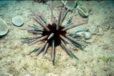 Ёж императорский (Phyllacanthus Imperialis)