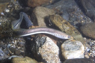 Фото Ручьевая минога Lampera planeri  (photo#142731)