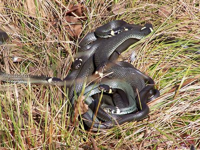 Фото Уж обыкновенный Na­­trix​ Natrix  (photo#142735)