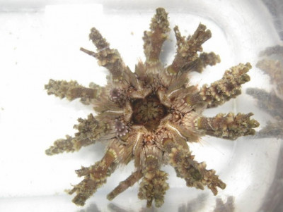 Ёж морской ( Рlococidaris verticillatais)