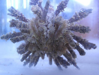 Ёж морской ( Рlococidaris verticillatais)