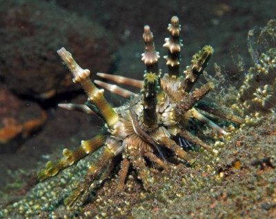 Ёж морской ( Рlococidaris verticillatais)