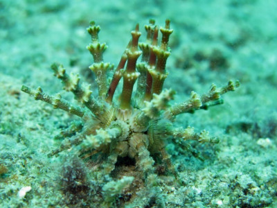 Ёж морской ( Рlococidaris verticillatais)