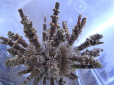 Ёж морской ( Рlococidaris verticillatais)