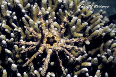 Ёж морской ( Рlococidaris verticillatais)