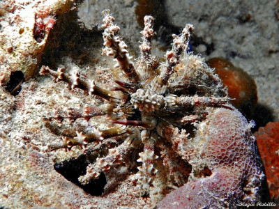 Ёж морской ( Рlococidaris verticillatais)
