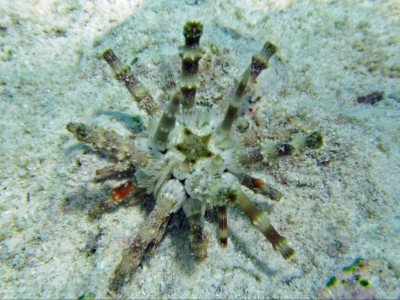 Ёж морской ( Рlococidaris verticillatais)