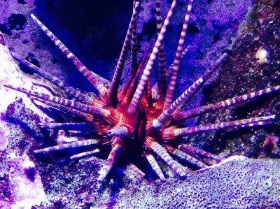 Ёж копьевидный морской ( Prionocidaris baculosa)