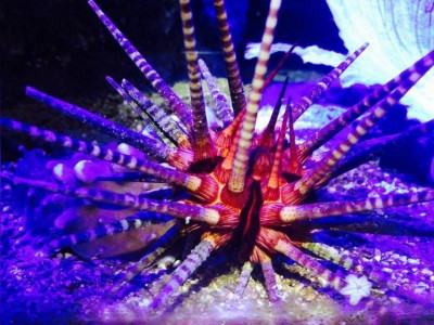 Ёж копьевидный морской ( Prionocidaris baculosa)