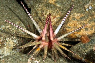 Ёж копьевидный морской ( Prionocidaris baculosa)