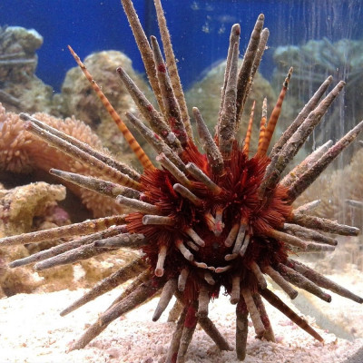 Ёж копьевидный морской ( Prionocidaris baculosa)