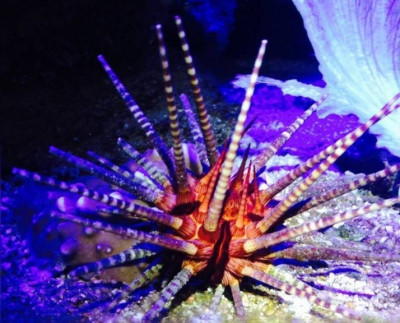Ёж копьевидный морской ( Prionocidaris baculosa)