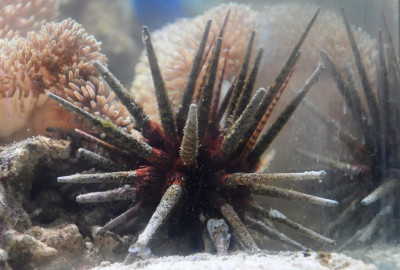 Ёж копьевидный морской ( Prionocidaris baculosa)