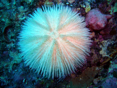 Ёж Индийский морской ( Pseudoboletia indiana)
