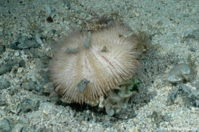 Ёж Индийский морской ( Pseudoboletia indiana)