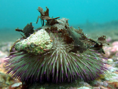 Ёж Индийский морской ( Pseudoboletia indiana)