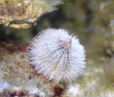 Ёж Индийский морской ( Pseudoboletia indiana)