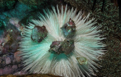 Ёж Индийский морской ( Pseudoboletia indiana)