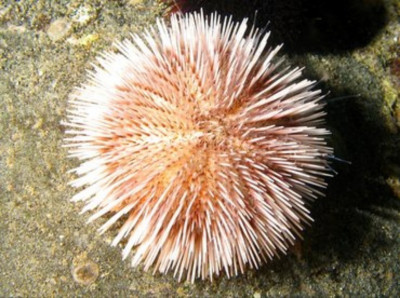 Ёж Индийский морской ( Pseudoboletia indiana)