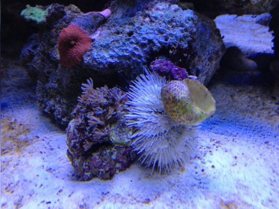 Ёж Индийский морской ( Pseudoboletia indiana)