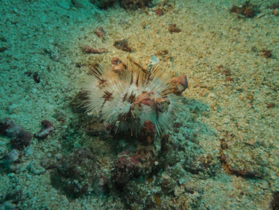 Ёж Индийский морской ( Pseudoboletia indiana)