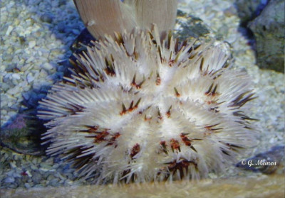 Ёж Белый морской ( Pseudoboletia maculata)
