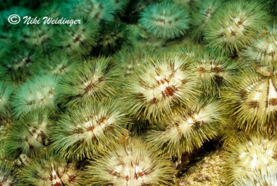 Ёж Белый морской ( Pseudoboletia maculata)