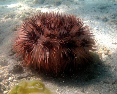 Ёж Белый морской ( Pseudoboletia maculata)
