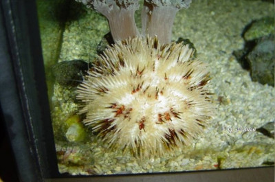 Ёж Белый морской ( Pseudoboletia maculata)