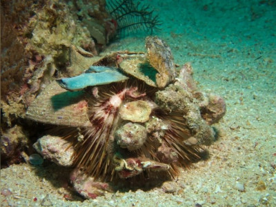 Ёж Белый морской ( Pseudoboletia maculata)