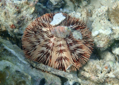 Ёж Белый морской ( Pseudoboletia maculata)