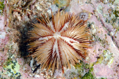 Ёж Белый морской ( Pseudoboletia maculata)