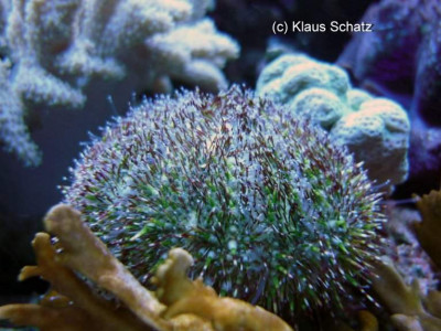 Ёж морской зелёный ( Salmacis sphaeroides)